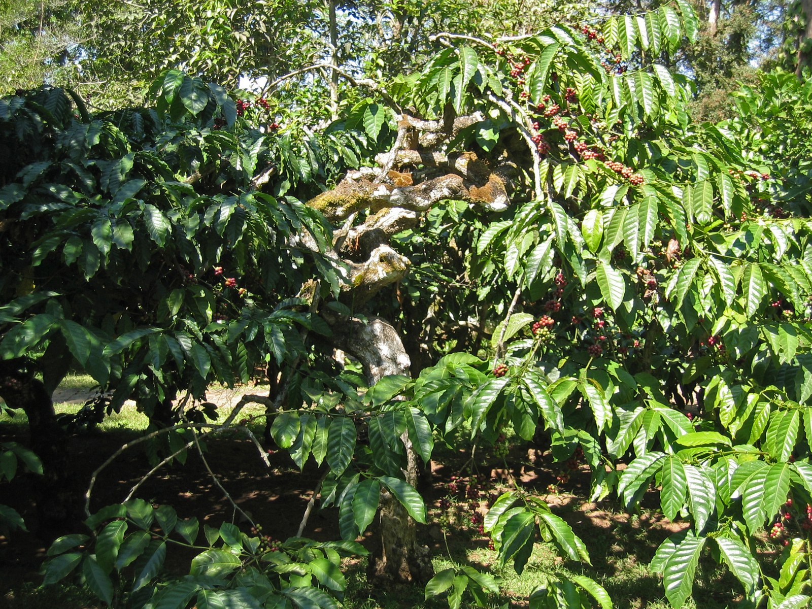 Coorg Arabica Coffee, a GI tagged agricultural product of Karnataka