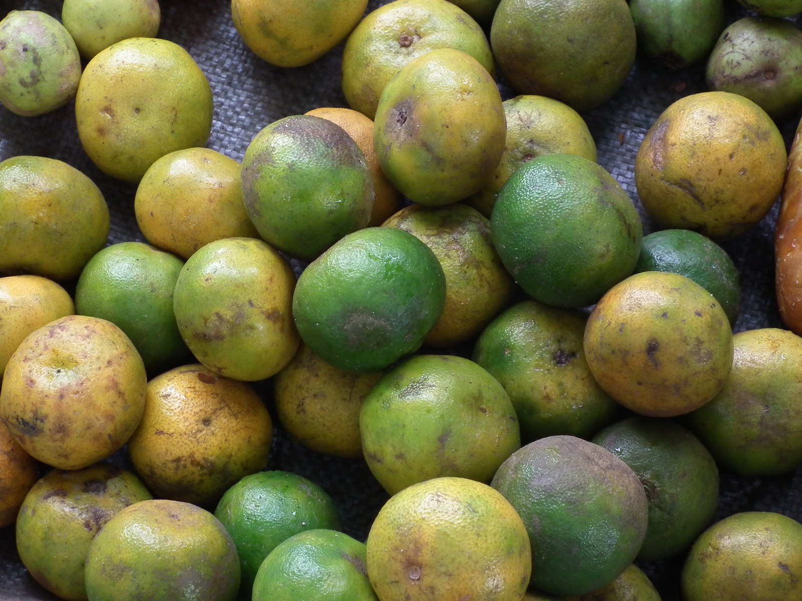 Coorg Orange, a GI tagged agricultural product of Karnataka