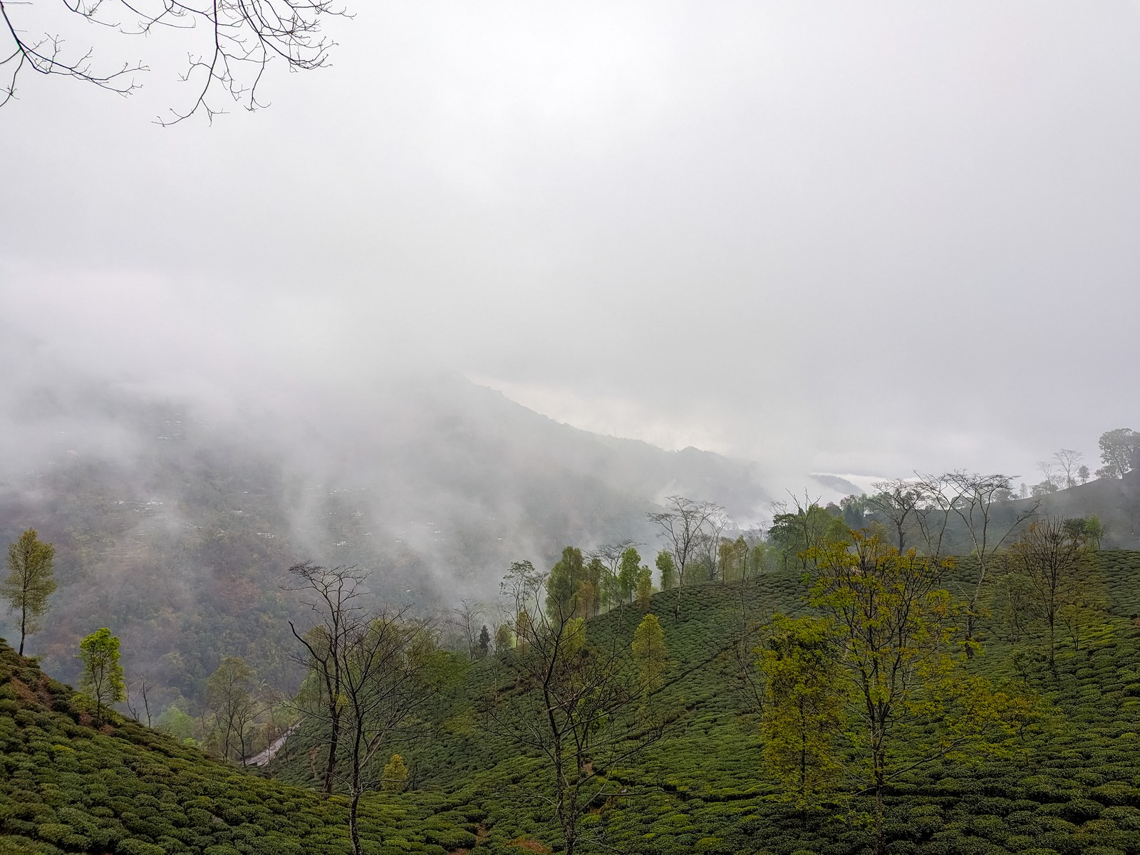 Darjeeling Tea, a GI tagged agricultural product of West Bengal