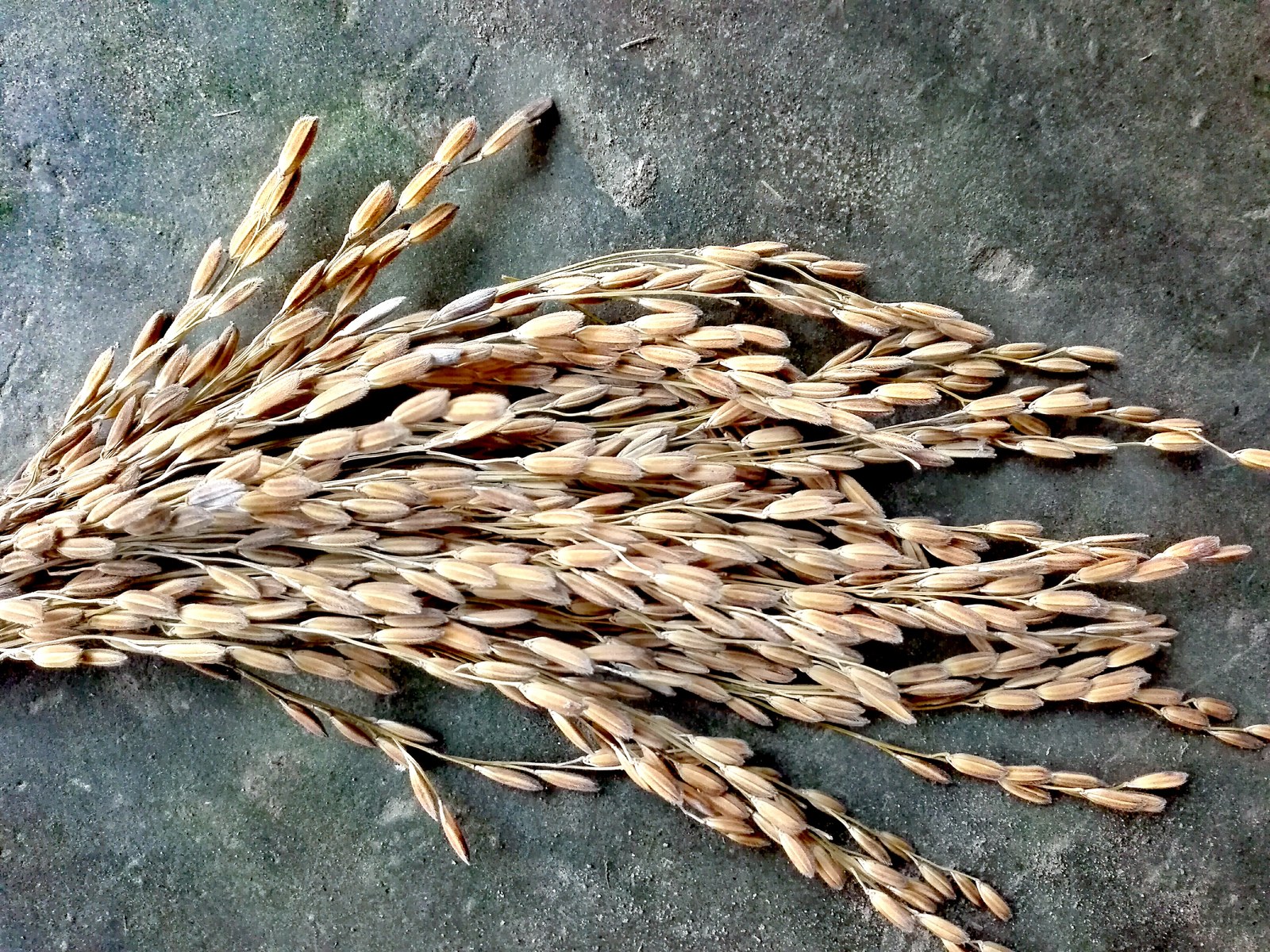 Joha Rice of Assam, a GI tagged agricultural product of Assam