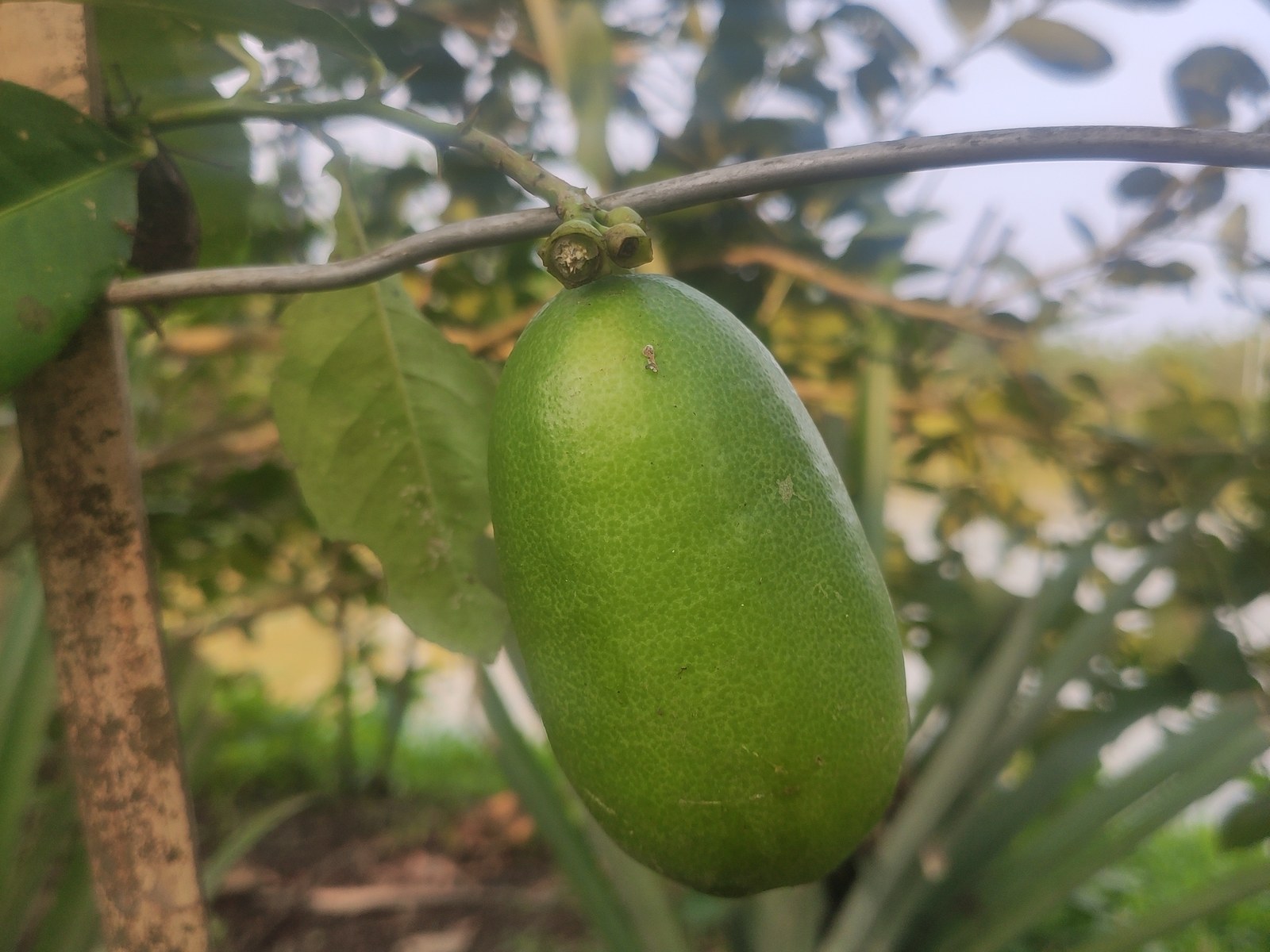 Kaji Nemu (Assam Lemon), a GI tagged agricultural product of Assam
