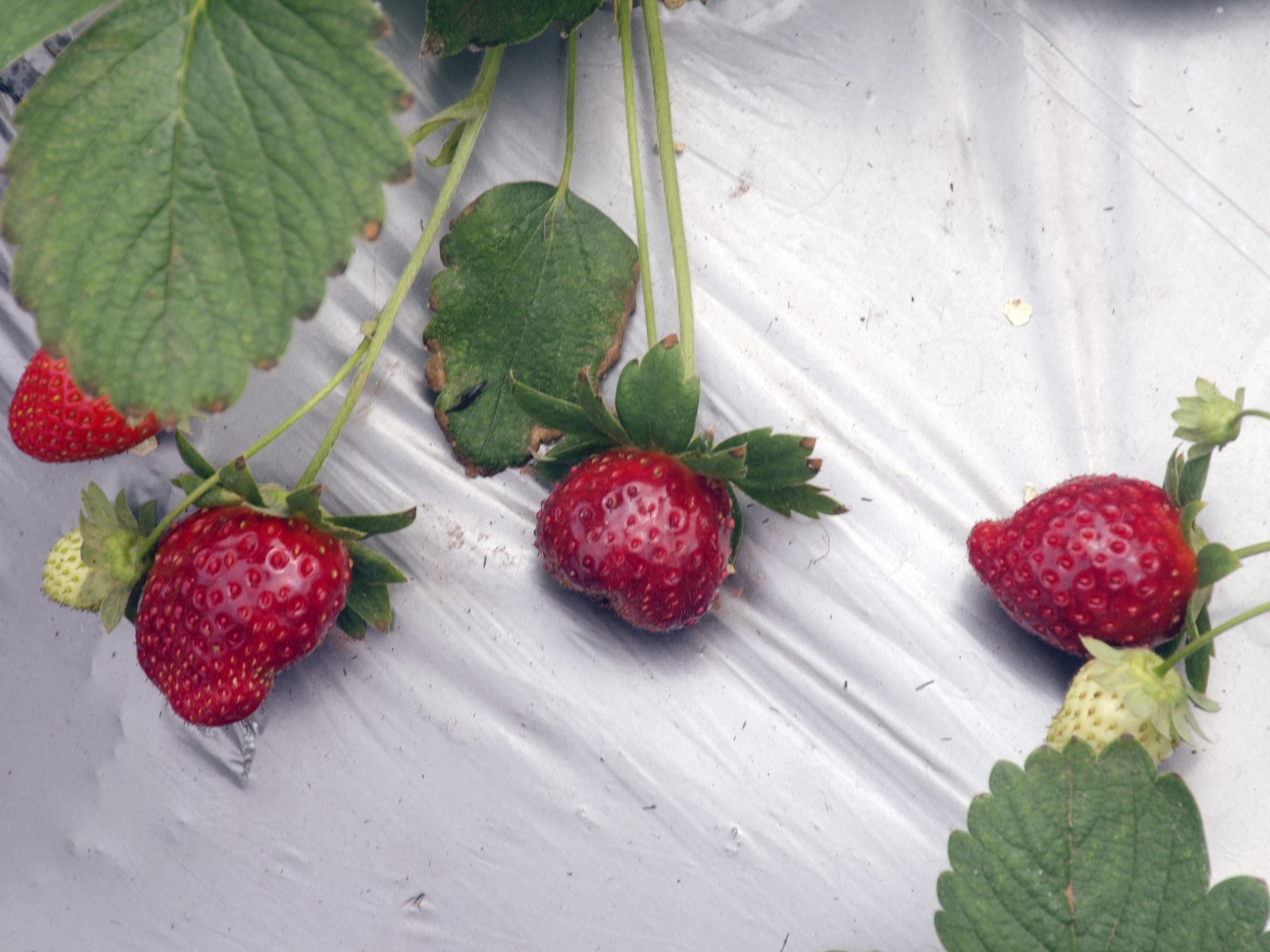 Mahabaleshwar Strawberry, a GI tagged agricultural product of Maharashtra