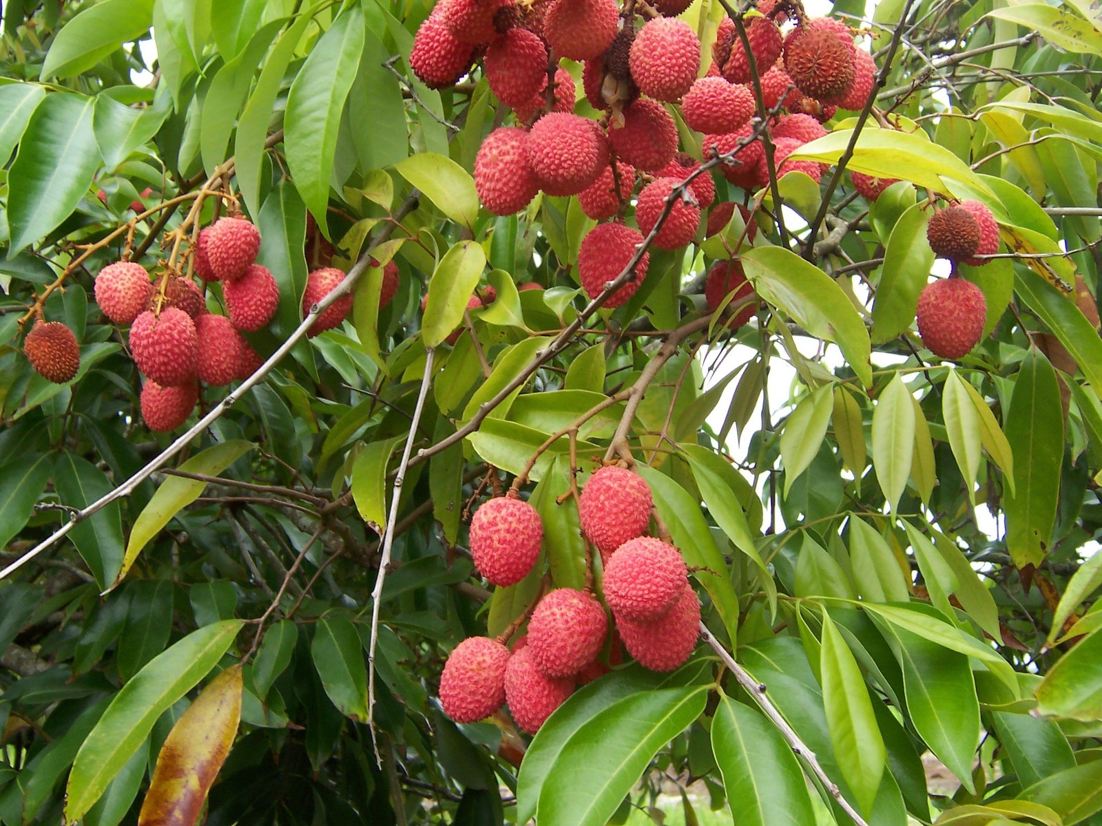 Shahi Litchi of Bihar, a GI tagged agricultural product of Bihar